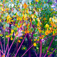 ��������Ҫ����