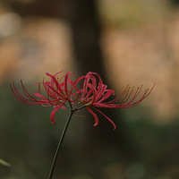 �º�ɭ�ֹ�԰