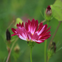 ����ֲ��԰