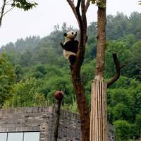 ��һ�� ��è �����ɺ�  ������