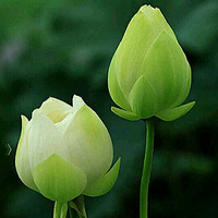 �ɳ����ǣ���ǰ�ò����ģ����ڲ���Ҫ�ˣ�