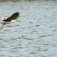 ����ץ��