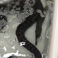 ���Ǻ���