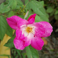 ���쿪��Ǿޱ��