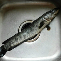 ������������Գ�