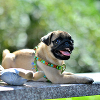 �������µİ˸�