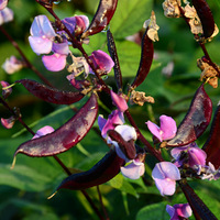 �Ҽұⶹ���������