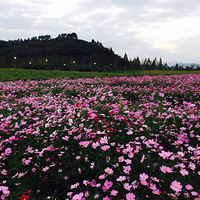 ���ŵ��ֻ�Ƭ�������������ĺܺ���