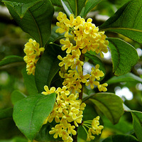 �����Ʈ��