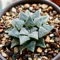 ʮ��¥��������ľ�С�