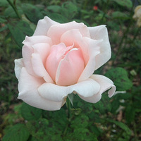 �������ֻ��ĵĻ�����ҹ�����