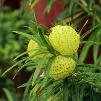 ���м�����