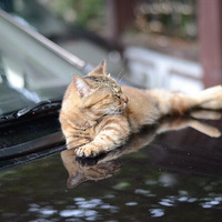 ÷����ż��è����