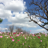 ������ɣ��