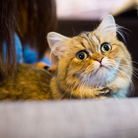 �Ⱥȿ��ȣ�����èè��