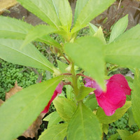 �����￪�ķ��ɻ�