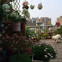 ��Щ¶̨�ϵĻ�԰��������ֻ�ܿ����ˡ�