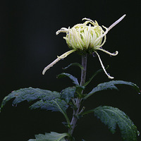 �Ϻ��ᾰ԰�ľջ�