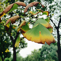 �������磬��Ҷǧ����