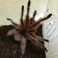 ��ϲ���������ô��