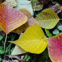 ��Ҷ˽�� һƬ ��Ƭ ��Ƭ......