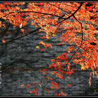 ��Ҷ�絤���ۺ�