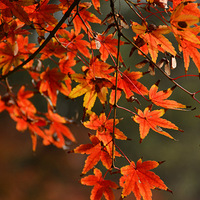 ���ڶ��»�