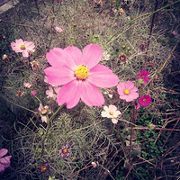 ���տ�������Ҷ����������