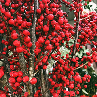 ������ܻص���ǰ���һ�ѡ����ʶ�㡣����