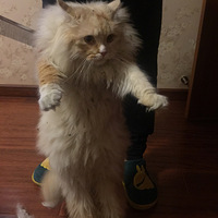 ǼС佴Ҹ
