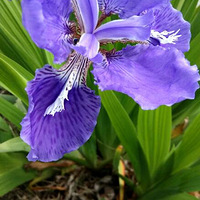 ��Ӱ����