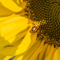 ���տ���С���顣����