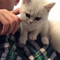 ����������ˣ�С����������