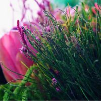 ����Ũ������İ������