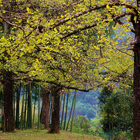 ���ֺ���������