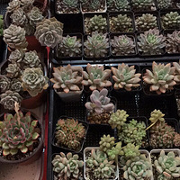 �ö����⣬����㼸���ȥ����