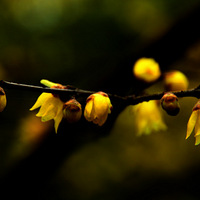 ��÷����