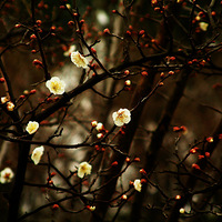 ����÷��