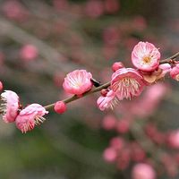 ��÷�ִ��������´��ѽڣ�