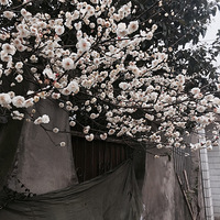 �����ĵ�����