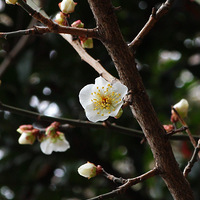 ����÷��