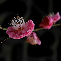 ����÷��