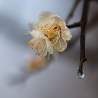 ����ֲ��԰��÷��