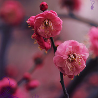 ֲ��԰��÷��