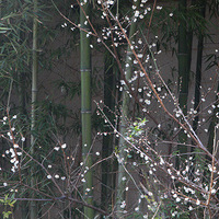 �꺮֮���ѣ�����