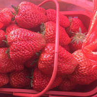 �������   ���²�ݮ