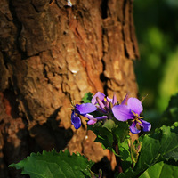 ���ĵ�С����