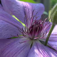 ��������~~���й�ֲ��԰��