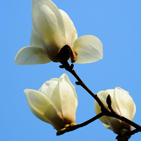 ���Ϲ�԰������