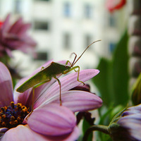 ��̨�ϵ�һ�軨